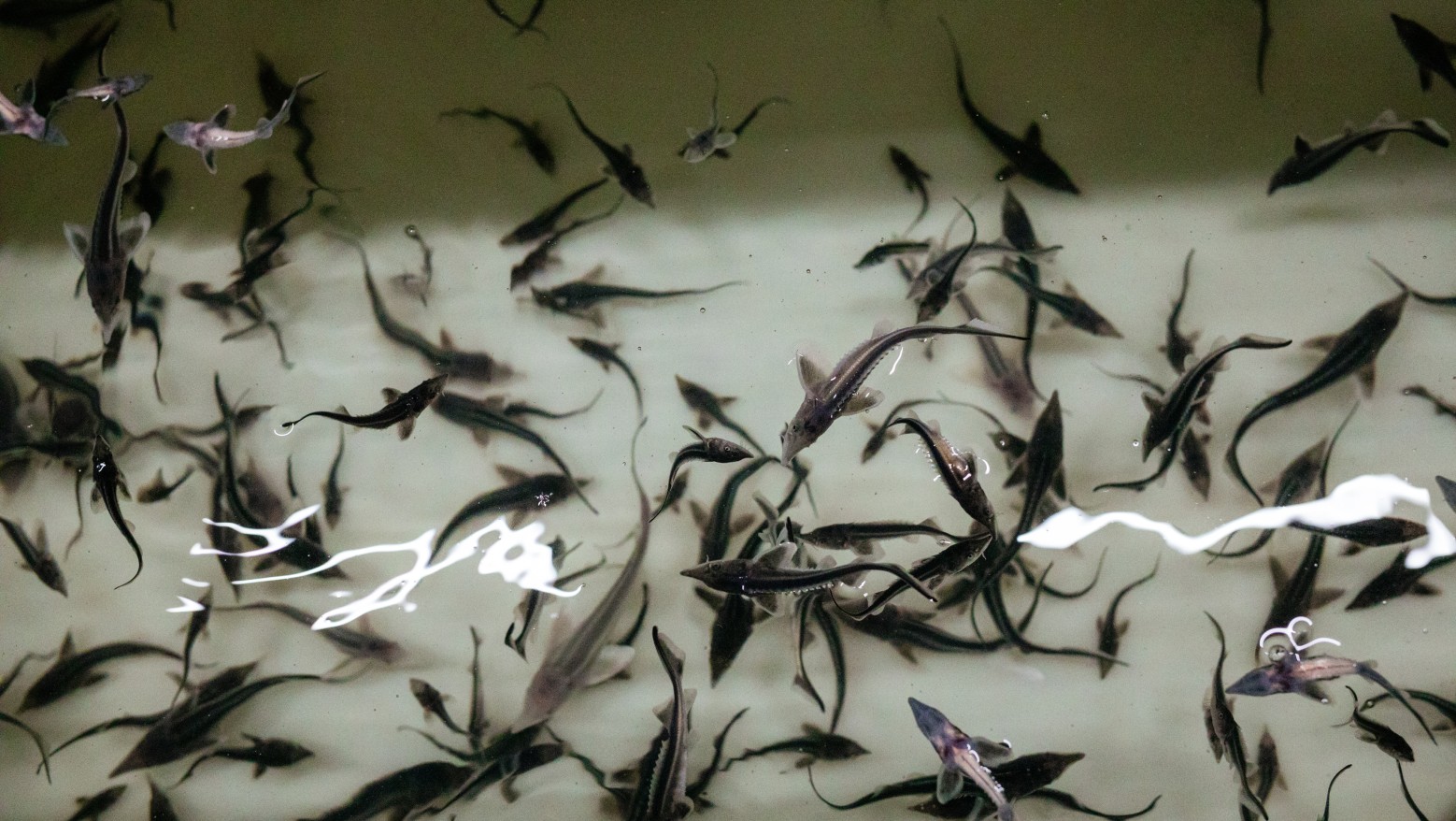 СК «Автодор» и ее подрядные организации выпустили еще 23 тысячи мальков стерляди