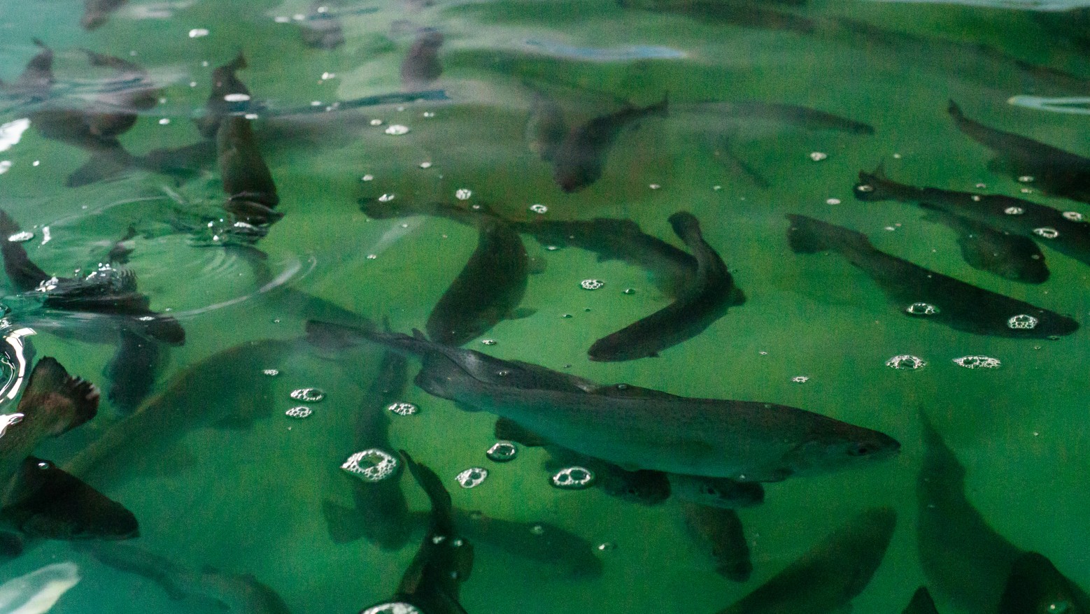 Компания СК «Автодор» и ее подрядные организации выполнили благородную миссию